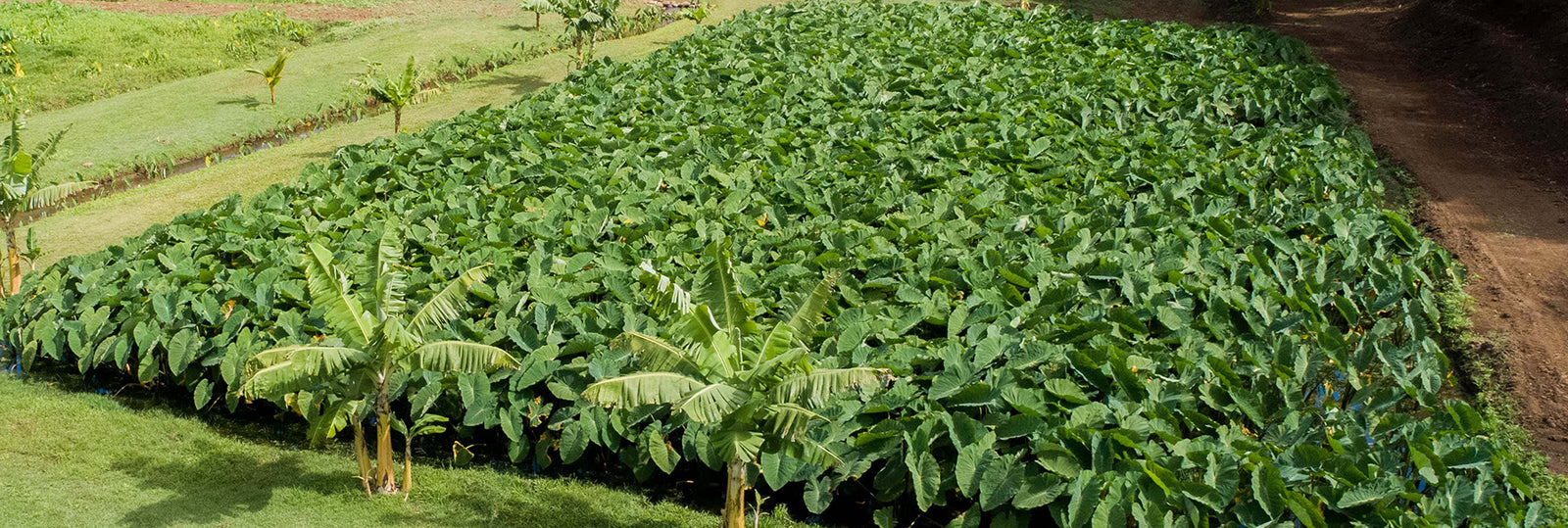 Aloha Aina Poi Co. Plants