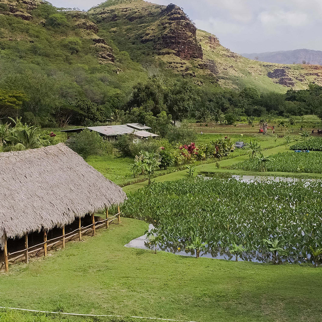 Aloha ʻĀina Poi Company