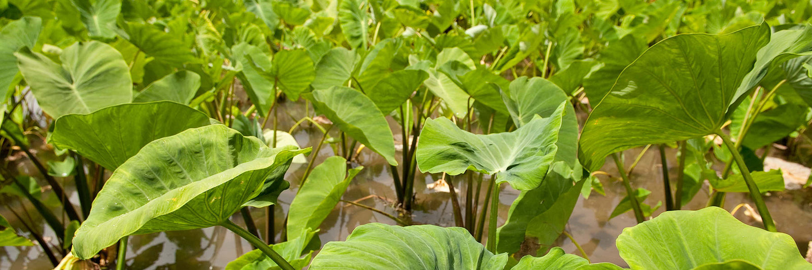 Aloha Aina Poi Co. Plants